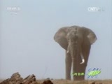 人与自然 《人与自然》 20150320 自然发现：象群里的秘密（上）