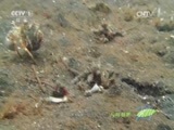 人与自然 《人与自然》 20150328 自然发现：蓝碧海底探秘（上）