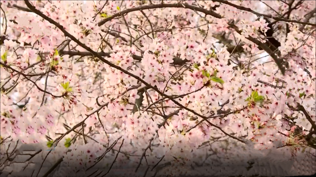 星&middot;旅途 赏花地图·无锡