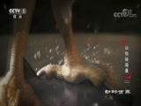 动物世界 《动物世界》 20170823 动物秘闻录（二）