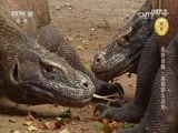 自然传奇 《自然传奇》 20170529 最野接触·追踪野生动物