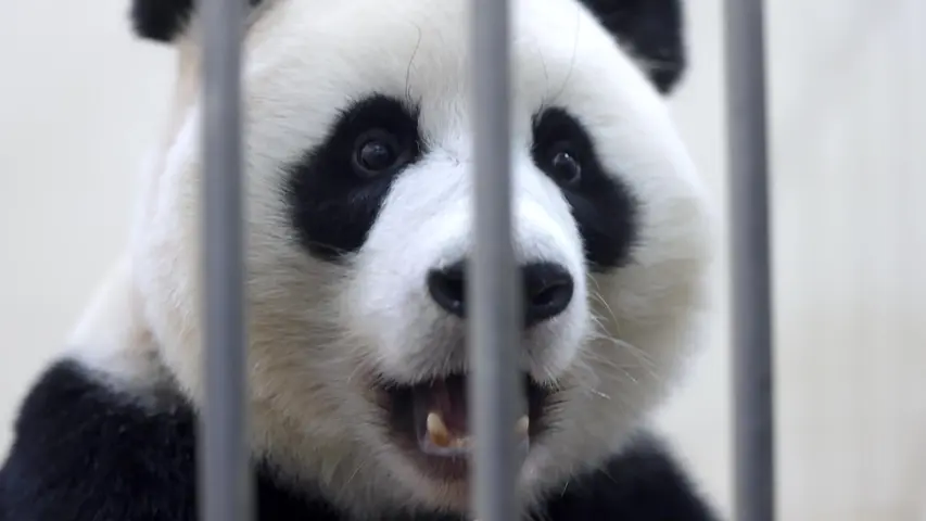 《熊猫奇遇记》第1集