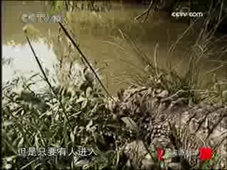 走近科学 鳄鱼妈妈