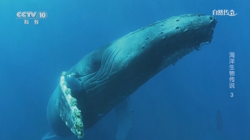 自然传奇 《自然传奇》 20240313 海洋生物传说 3