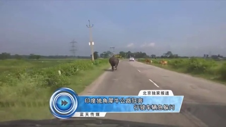 蓝天娱乐快报 2016 7月 印度独角犀牛公路狂奔 行驶车辆急躲闪 160701