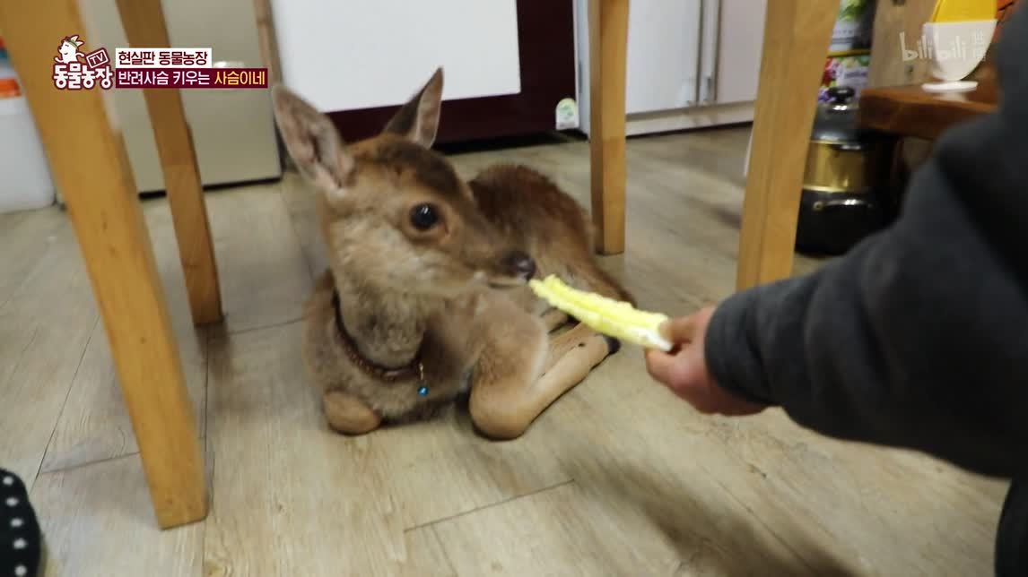 被困排水沟的狗狗