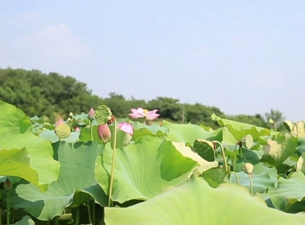 湘赣边界清香起 客家风情迎客来