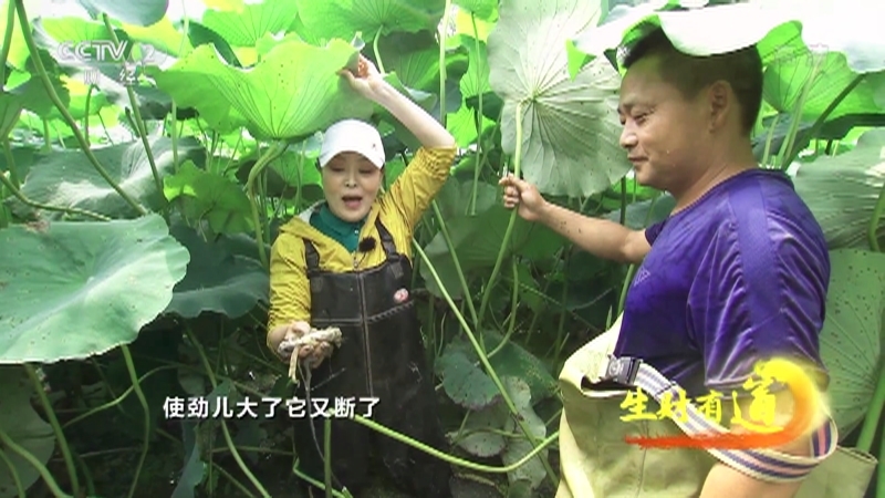 《生财有道》 20210811 安徽繁昌：油菜香 藕节甜 这方水土好物产