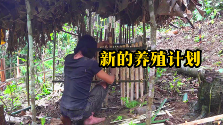 原始丛林人苏门答腊 第二季 荒野探险生活，开始新的养殖计划，成为养殖大户！