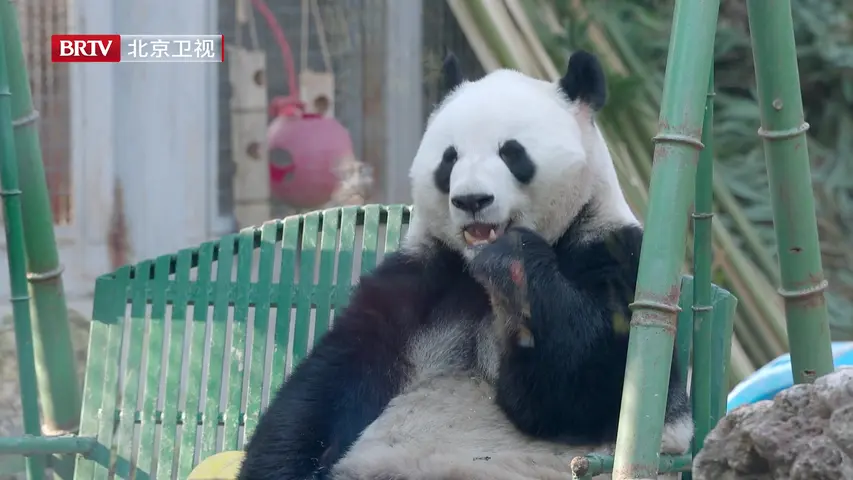 《熊猫奇遇记》第5集