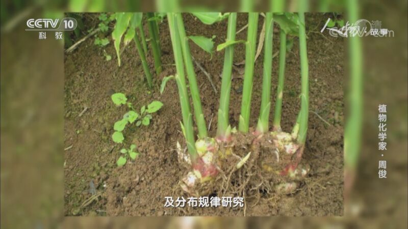 人物&middot;故事 《人物·故事》 20201120 植物化学家·周俊