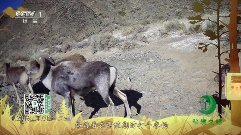 秘境之眼 《秘境之眼》 戈壁盘羊 20220613