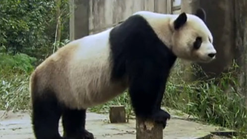 万万没想到 谁是熊猫的“头号杀手”？