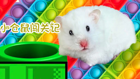 小仓鼠闯关记