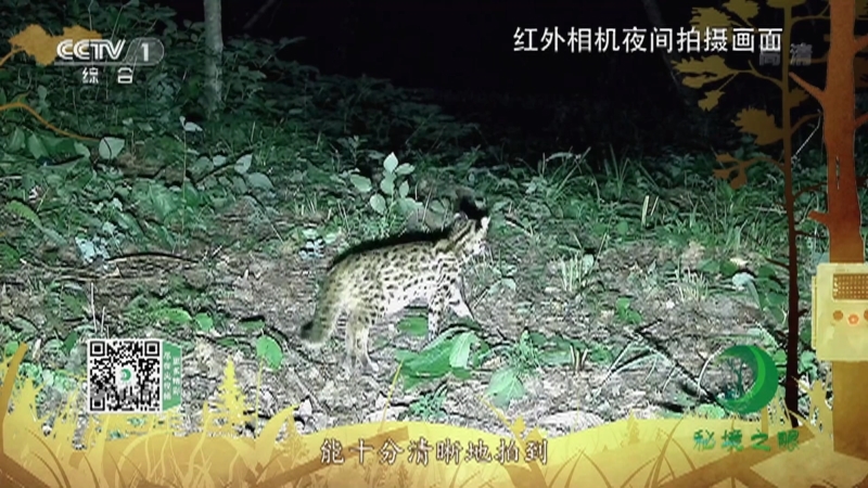 秘境之眼 《秘境之眼》 豹猫 20221123