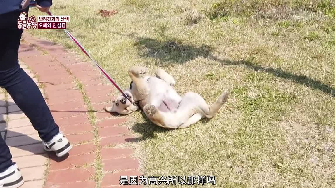 动物农场2020 不良习惯的狗狗