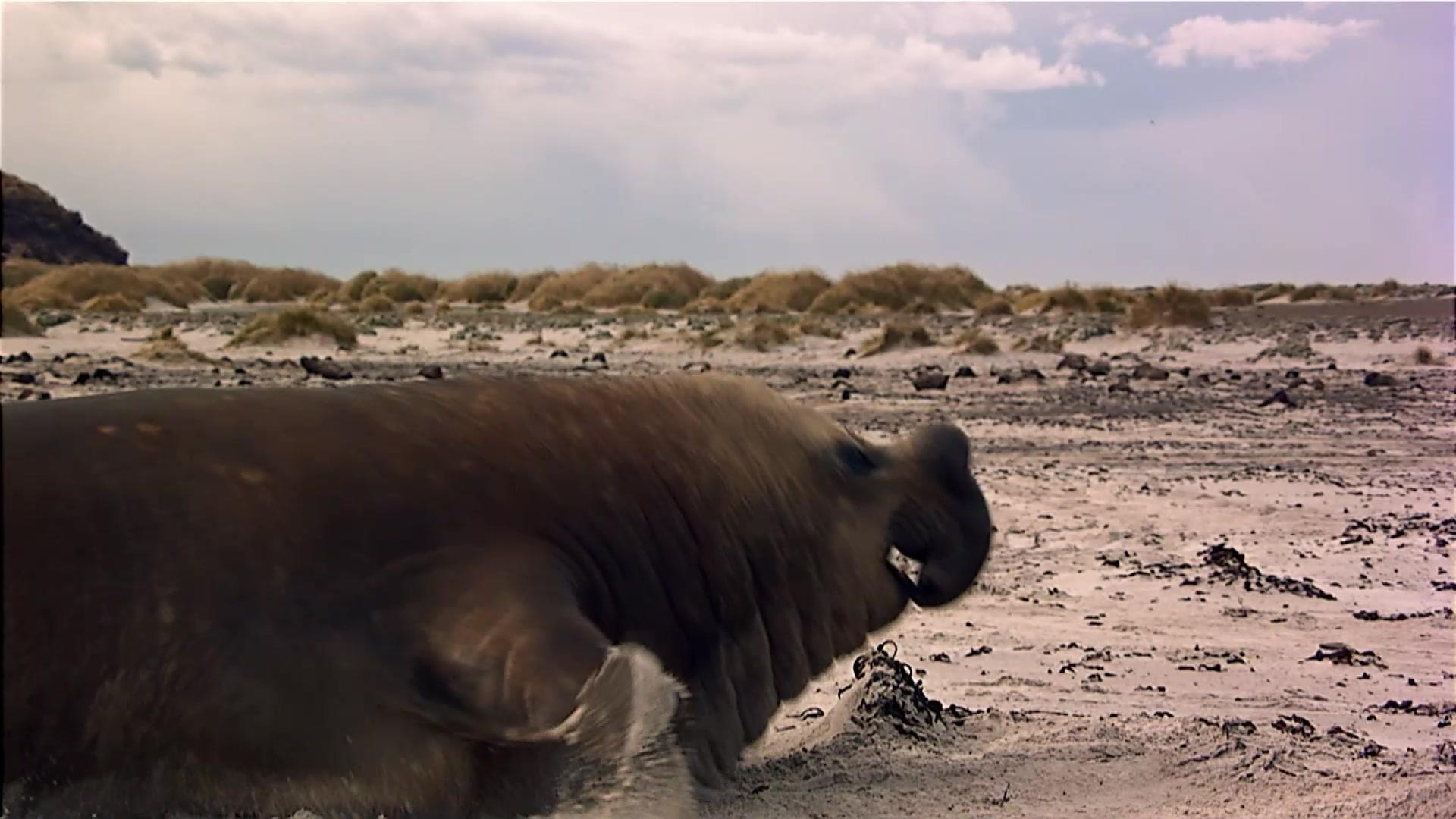 《生灵的远征第一季》第2集