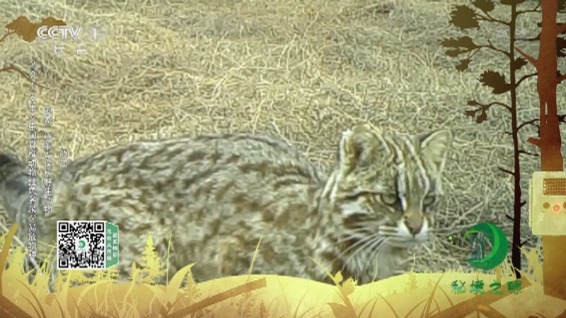 《秘境之眼》 狍/野猪/豹猫/狗獾 20210813