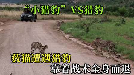 薮猫无意闯入猎豹领地，与猎豹斗智斗勇，抓住时机将猎豹成功吓退