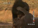 动物世界 动物世界 2010年 第54期
