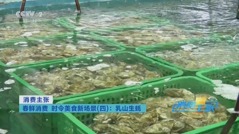 《消费主张》 20260325 春鲜消费 时令美食新场景（四）：乳山生蚝