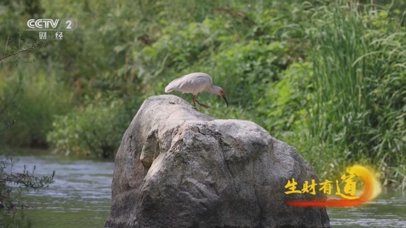 生财有道 《生财有道》 20240726 百鹮翱翔 绿色蝶变