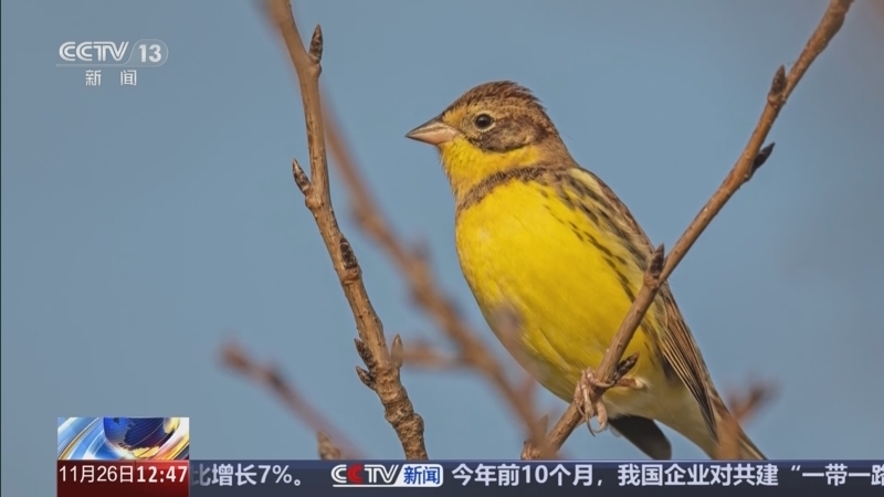 《法治在线》 20251126