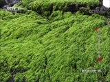 动物世界 《动物世界》 20180705 鬛蜥安身火山岛（下）