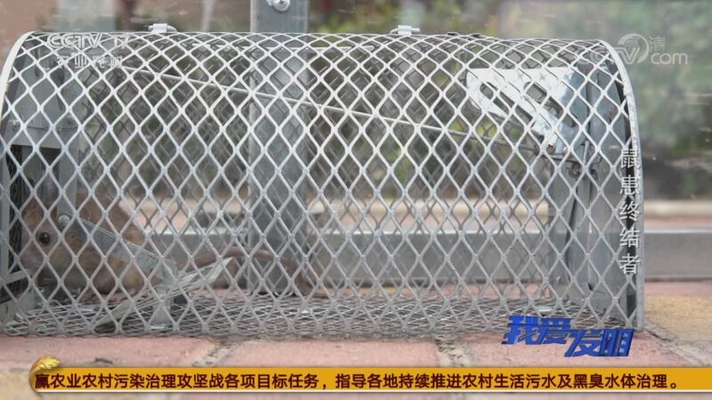 我爱发明 《我爱发明》 20201102 鼠患终结者