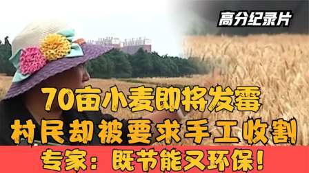 70亩小麦即将发霉，村民却被要求手工收割，专家：既节能又环保