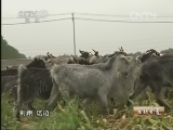 生财有道 《生财有道》 20130807 与动物亲密接触——寻羊记