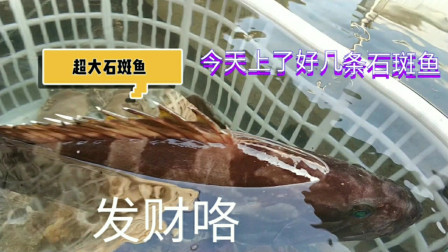 南澳岛赶海日记 小伙出海捕鱼，遇到石斑鱼接连上网，其中上千元红斑上岸被抢着收