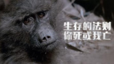 把你放到原始部落，你能存活几天？