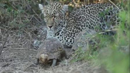 尴尬!花豹追捕猎物时被乌龟打断 无奈离去