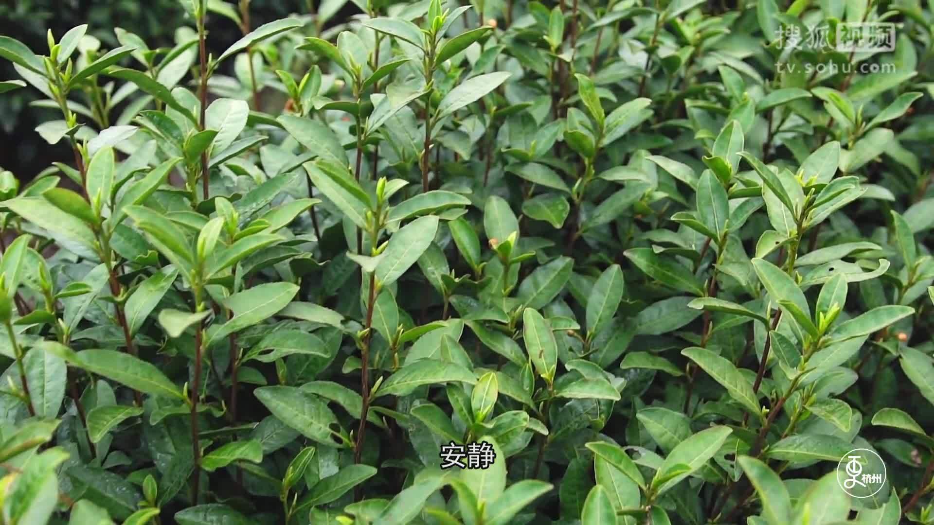 更杭州 更杭州｜你只是想喝一杯明前茶，他却因此开了一座山