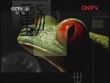 动物世界 《动物世界》 20120317