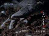 动物世界 动物世界 2009年 第230期