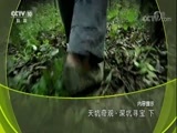 地理中国 《地理中国》 20171124 天坑奇观·深坑寻宝（下）