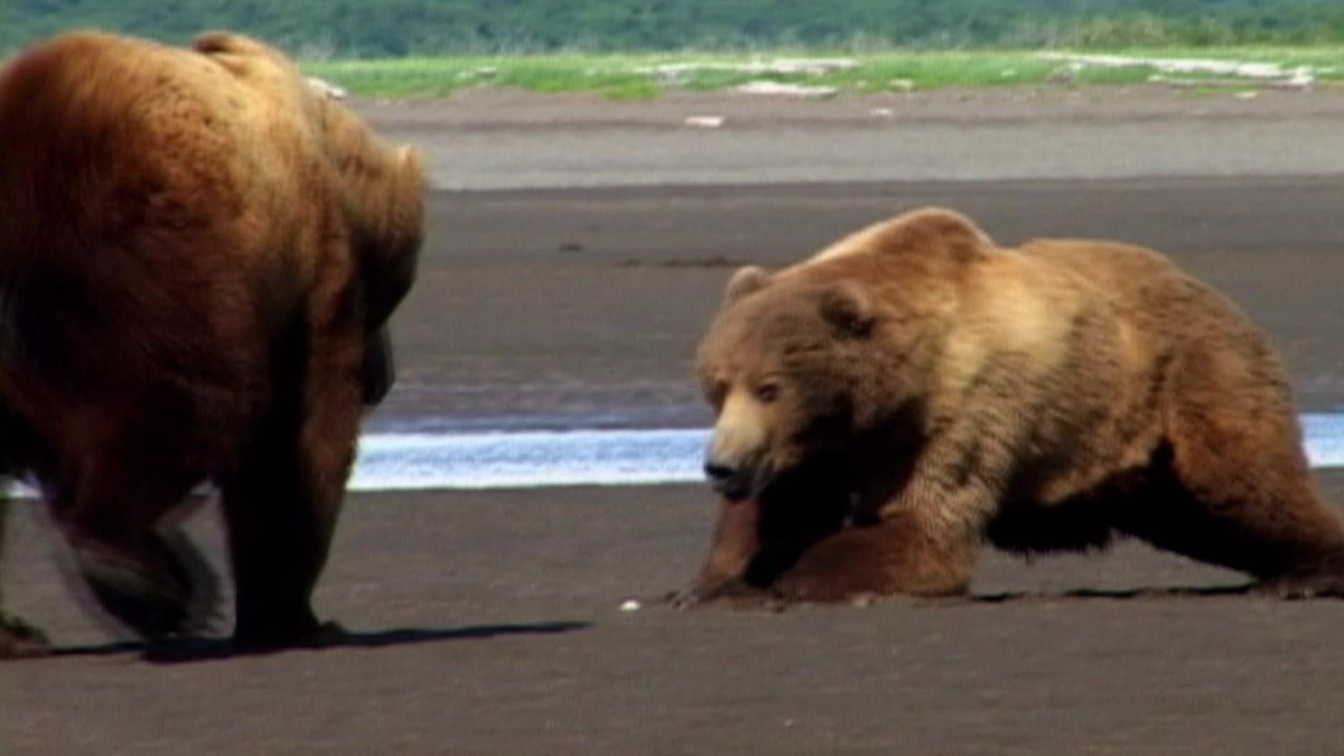 动物搏击会第五季 第6集