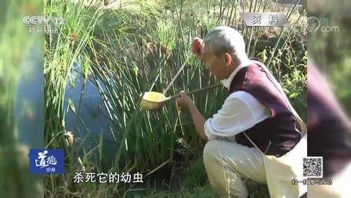 道德观察 《道德观察(日播版)》 20190823 斗蚊