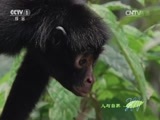 人与自然 《人与自然》 20150516 自然发现：南美野生世界——丛林世界（上）