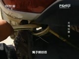 地理中国 《地理中国》 20151105 天域仙藤（下）