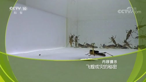 走近科学 《走近科学》 20190409 飞蝗成灾的秘密