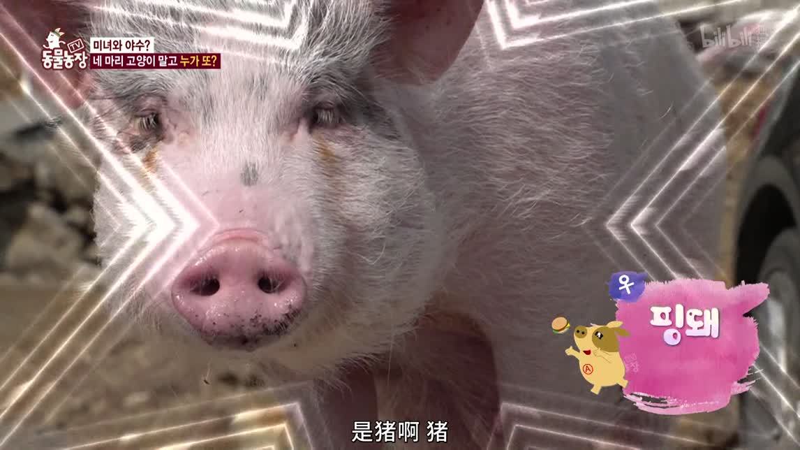 动物农场2020 明星的“小”香猪
