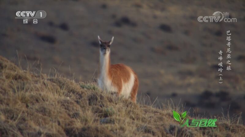 人与自然 《人与自然》 20200921 巴塔哥尼亚之旅——奇峰峻岭（上）