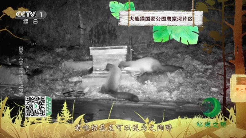 秘境之眼 《秘境之眼》 黑熊/黄喉貂/海南长臂猿/小麂/野牛/雪豹 20230128