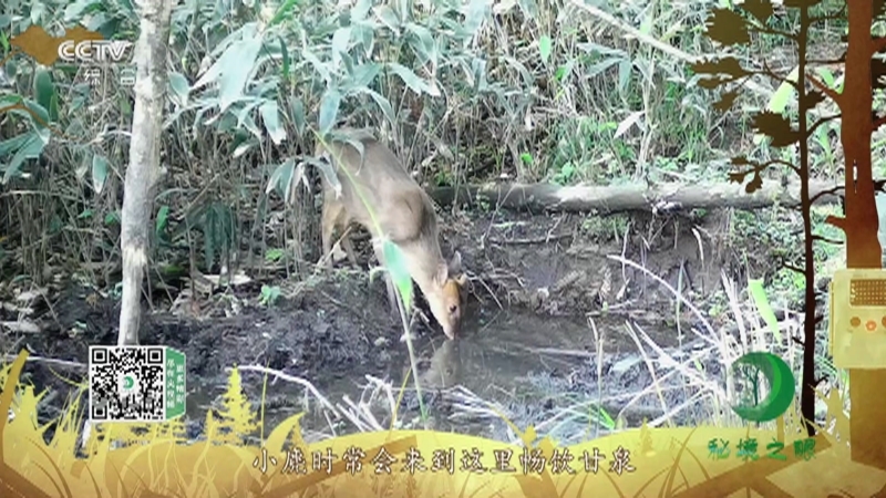 《秘境之眼》 小麂 20211216