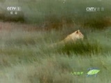 人与自然 《人与自然》 20160711 猎豹妈妈传奇（上）