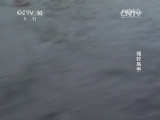 自然传奇 《自然传奇》 20140820 捕蛇高手