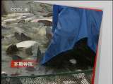 远方的家 远方的家 2011年 第21期